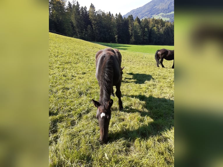 Noriker Hengst veulen (03/2024) Zwart in Oberwang