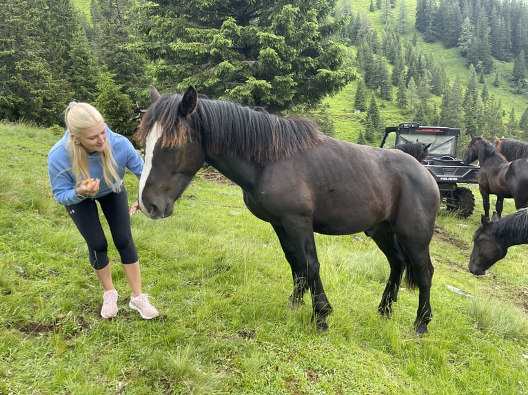 Noriker Hingst 1 år 150 cm Svart in Taiskirchen im Innkreis