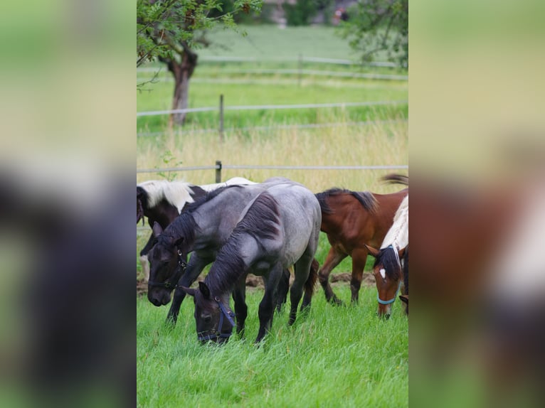 Noriker Hingst 1 år 166 cm in Küßnach