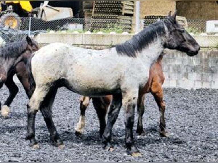 Noriker Hingst 1 år 175 cm in Küßnach