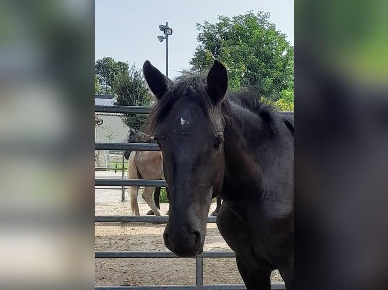 Noriker Hingst 1 år Svart in Gerhardshofen