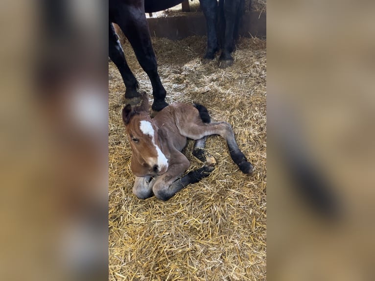 Noriker Hingst Föl (04/2024) Mörkbrun in Taxenbach