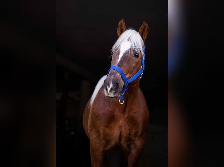 Noriker Hongre 10 Ans 160 cm Alezan in Allhartsberg