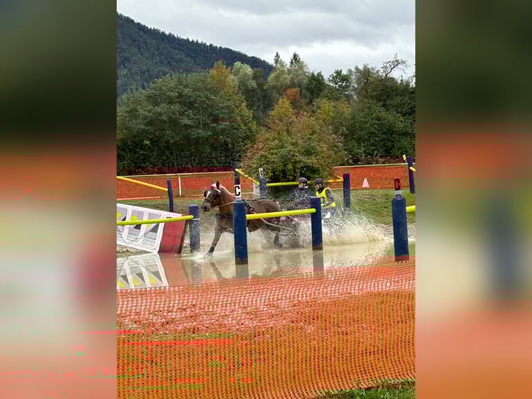 Noriker Hongre 10 Ans 160 cm Alezan in Allhartsberg