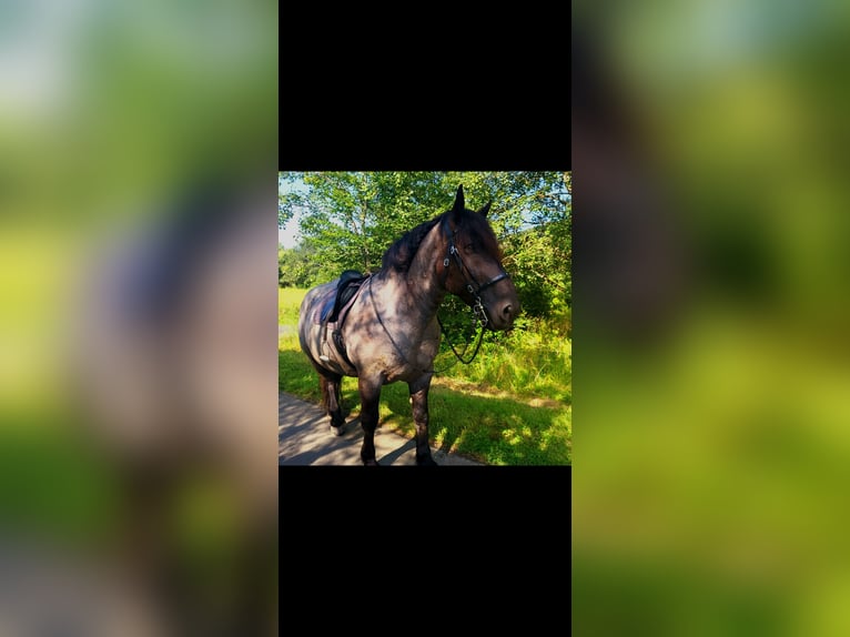 Noriker Hongre 10 Ans 160 cm Rouan bleu in Dillenburg