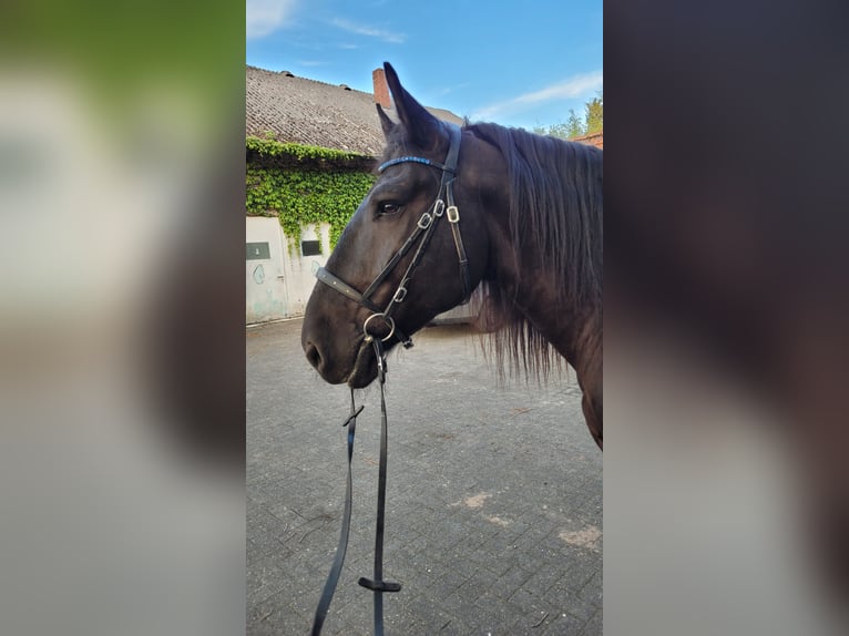 Noriker Hongre 10 Ans 163 cm Noir in Bad Rothenfelde