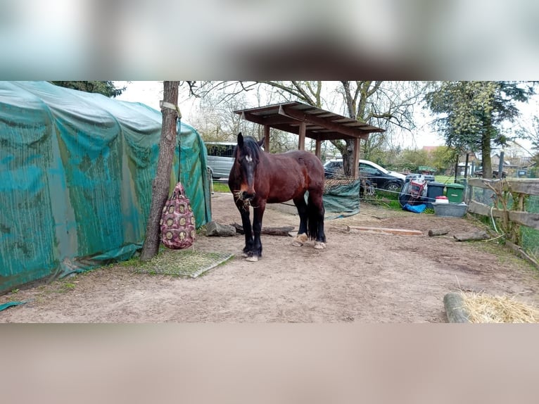 Noriker Hongre 10 Ans 165 cm Bai in Lampertheim