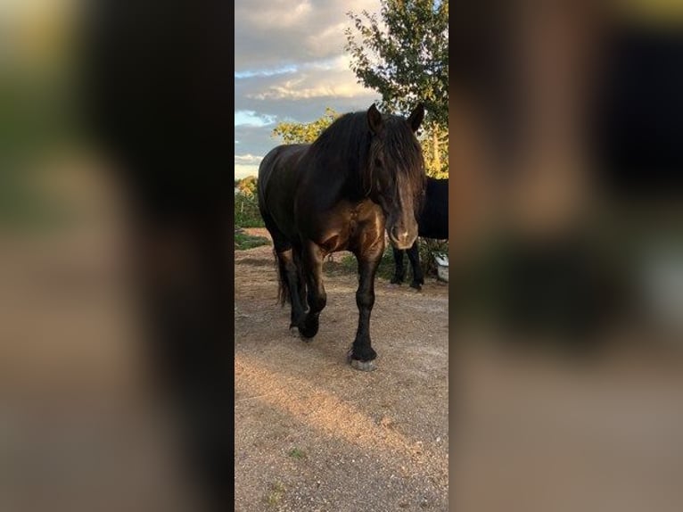 Noriker Hongre 10 Ans 170 cm Noir in Sulz am Neckar