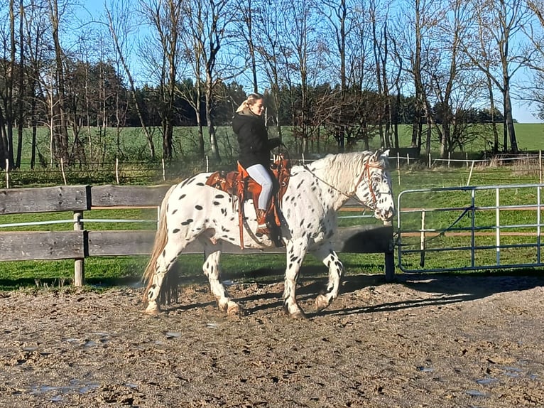 Noriker Hongre 10 Ans Léopard in Bodenhofen