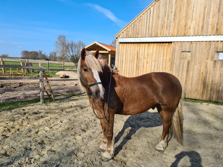 Noriker Hongre 11 Ans 160 cm Alezan in Bad Essen