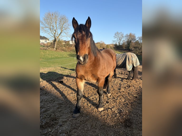 Noriker Hongre 11 Ans 160 cm Bai in Dassel