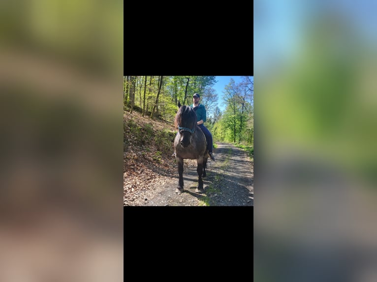 Noriker Hongre 11 Ans 160 cm Rouan bleu in Dillenburg