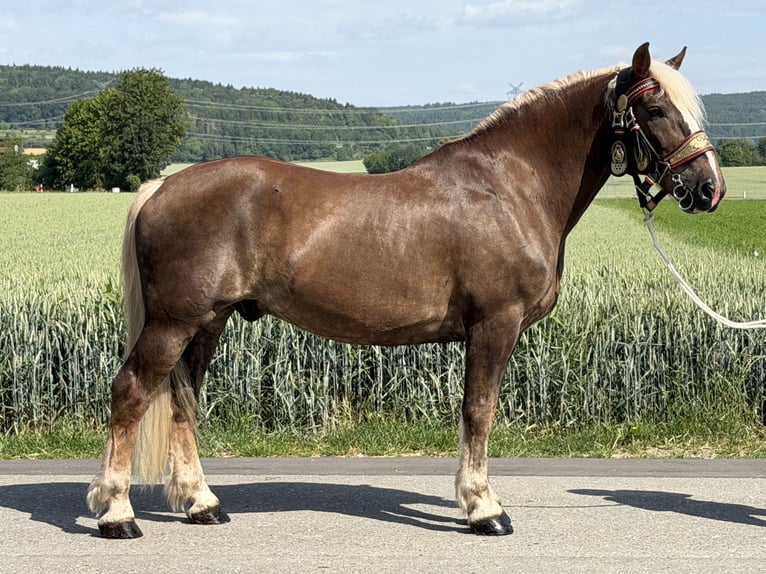 Noriker Hongre 11 Ans 164 cm Alezan brûlé in Riedlingen