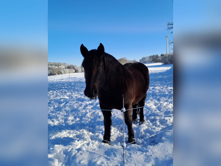 Noriker Hongre 11 Ans 168 cm Bai in Bad Endbach