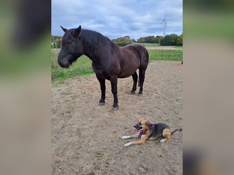 Noriker Hongre 11 Ans 168 cm Bai in Bad Endbach