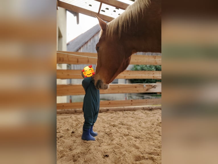 Noriker Hongre 11 Ans 170 cm Alezan brûlé in Langenburg