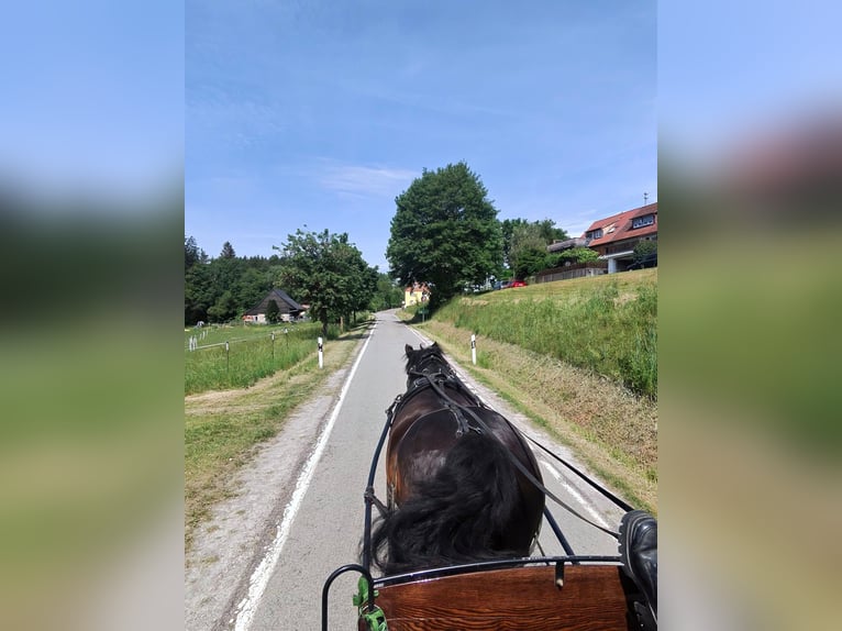 Noriker Hongre 11 Ans 172 cm Noir in Welzheim