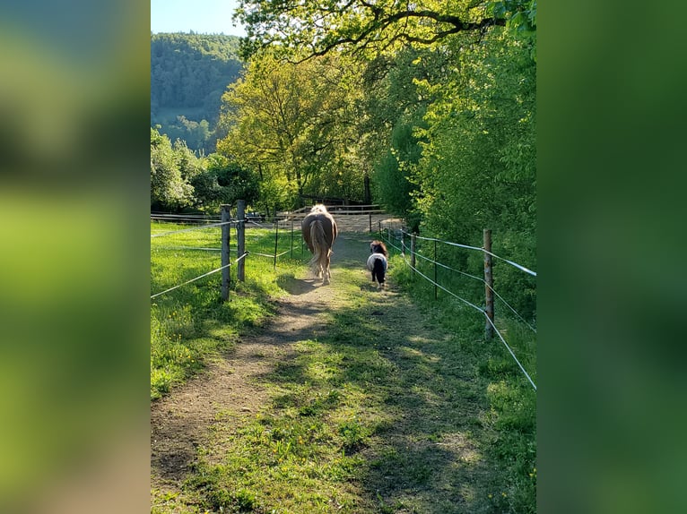 Noriker Hongre 11 Ans Alezan brûlé in Langenburg