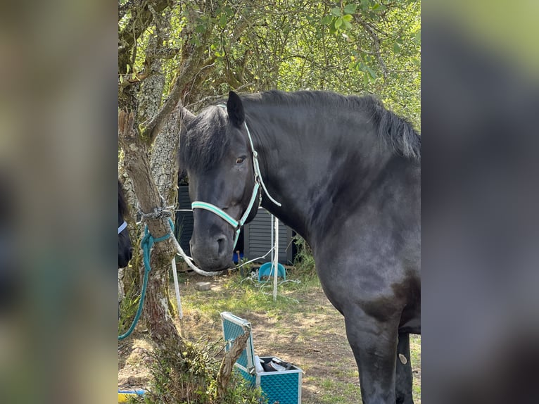 Noriker Hongre 12 Ans 165 cm Noir in Haiger