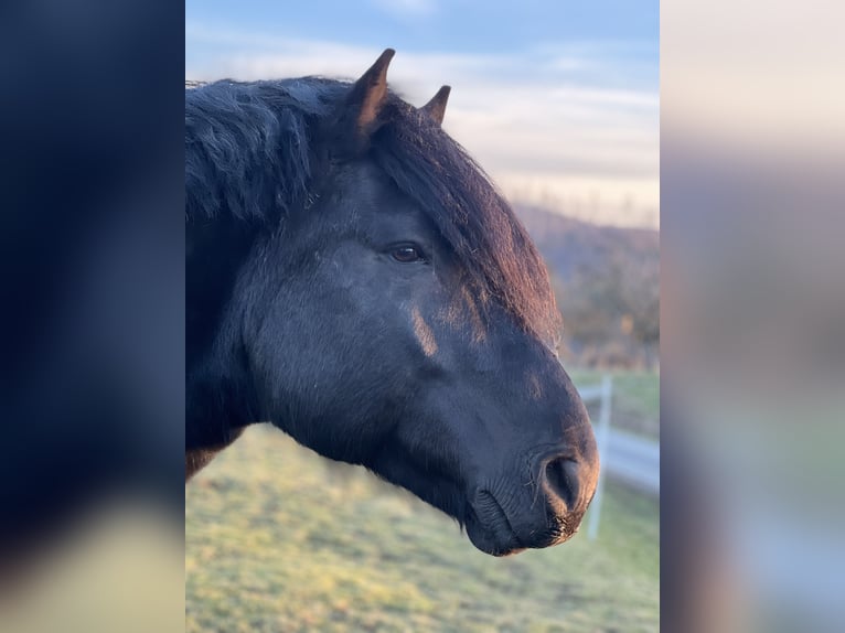 Noriker Hongre 12 Ans 165 cm Noir in Haiger