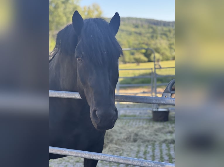 Noriker Hongre 12 Ans 165 cm Noir in Haiger