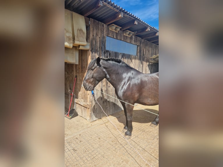 Noriker Hongre 12 Ans 165 cm Noir in Büttelborn