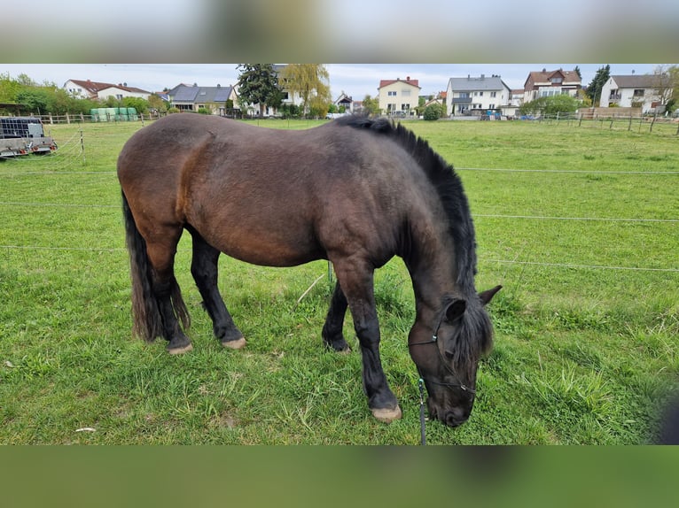 Noriker Hongre 12 Ans 165 cm Noir in Büttelborn