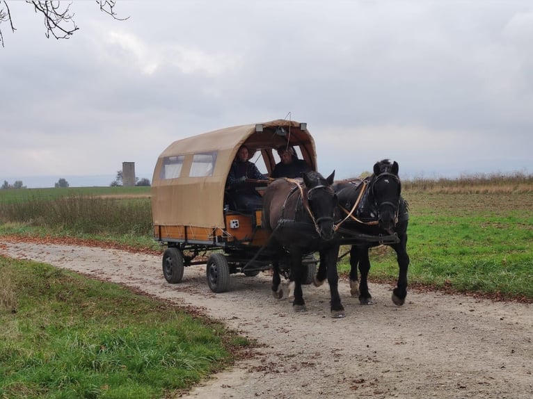 Noriker Hongre 13 Ans 165 cm Noir in Gleichen Noriker Hongre 13 Ans 165 cm Noir in Gleichen