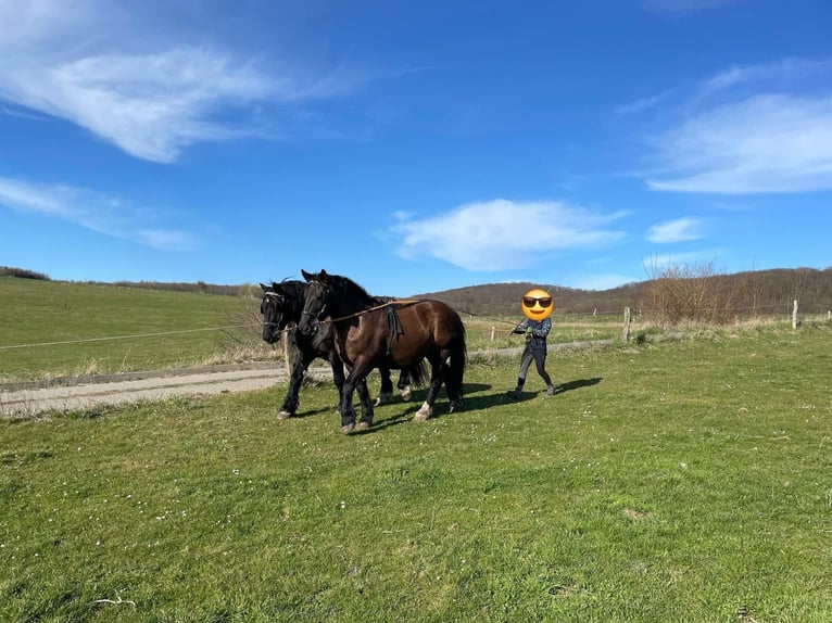 Noriker Hongre 13 Ans 165 cm Noir in Gleichen Noriker Hongre 13 Ans 165 cm Noir in Gleichen