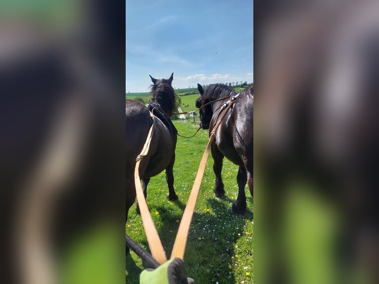 Noriker Hongre 13 Ans 165 cm Noir in Gleichen Noriker Hongre 13 Ans 165 cm Noir in Gleichen