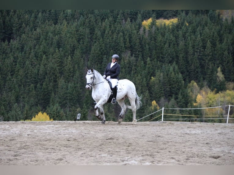 Noriker Croisé Hongre 14 Ans 155 cm Léopard in Trofaiach