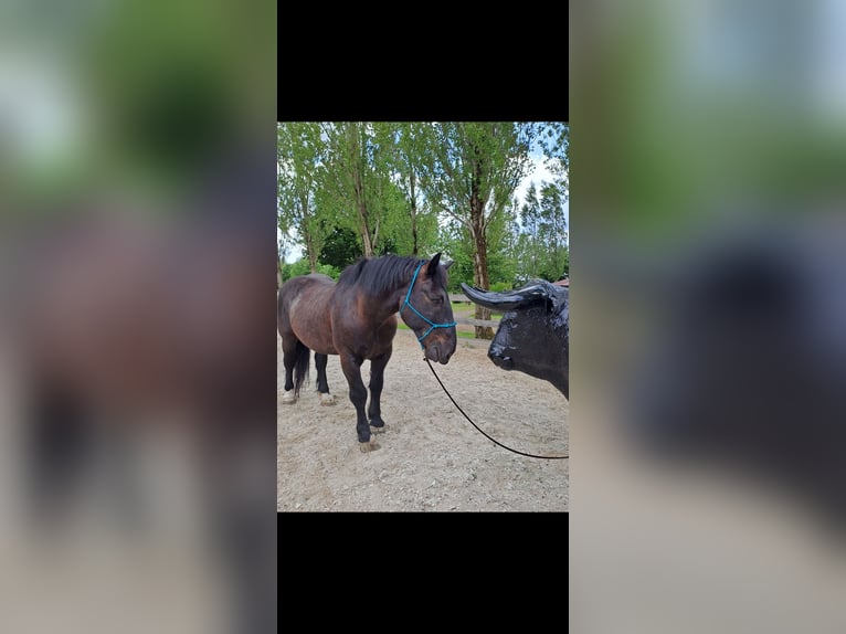 Noriker Hongre 14 Ans 167 cm Noir in Achstetten