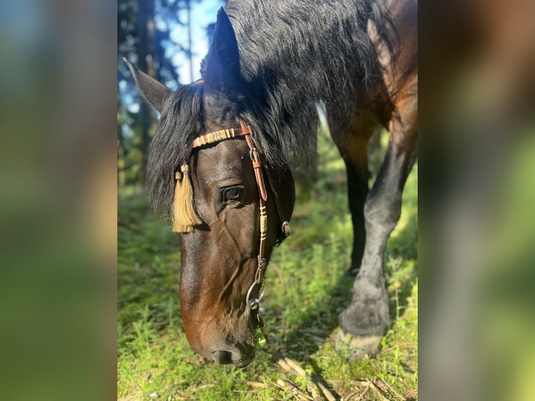 Noriker Croisé Hongre 16 Ans 165 cm Bai brun foncé in Pennewang