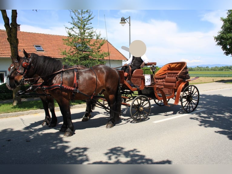 Noriker Hongre 17 Ans 170 cm Bai brun in Plattling