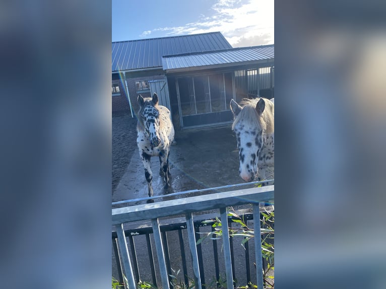 Noriker Hongre 1 Année 160 cm Léopard in Kockengen