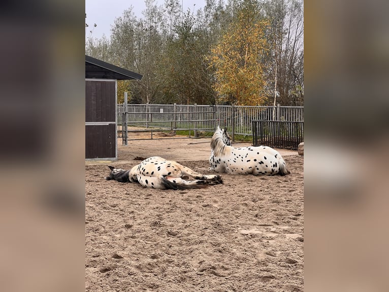 Noriker Hongre 1 Année 160 cm Léopard in Kockengen