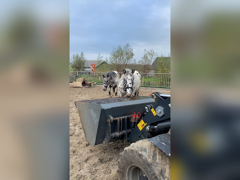 Noriker Hongre 1 Année 160 cm Léopard in Kockengen