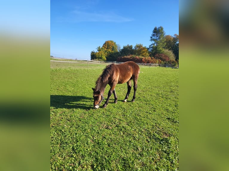 Noriker Hongre 1 Année 165 cm Bai in Aidlingen