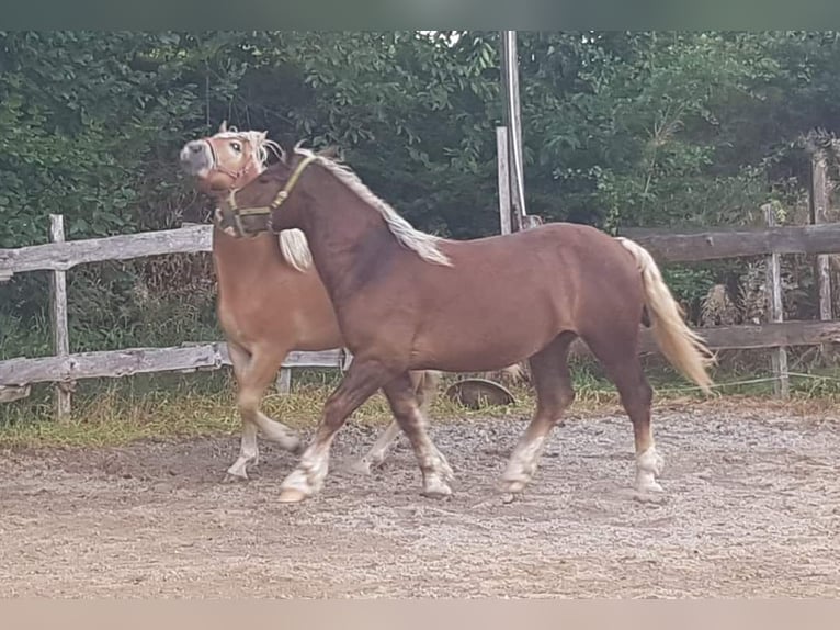 Noriker Hongre 1 Année Alezan brûlé in Wipperfürth