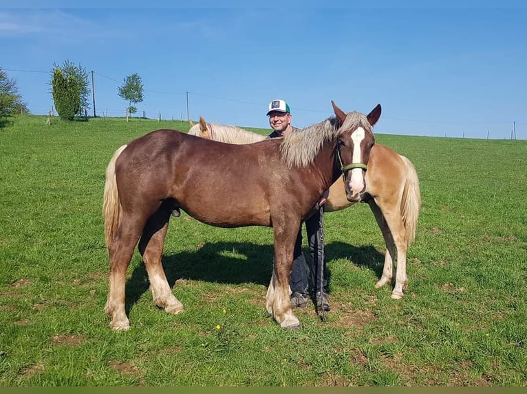 Noriker Hongre 1 Année Alezan brûlé in Wipperfürth