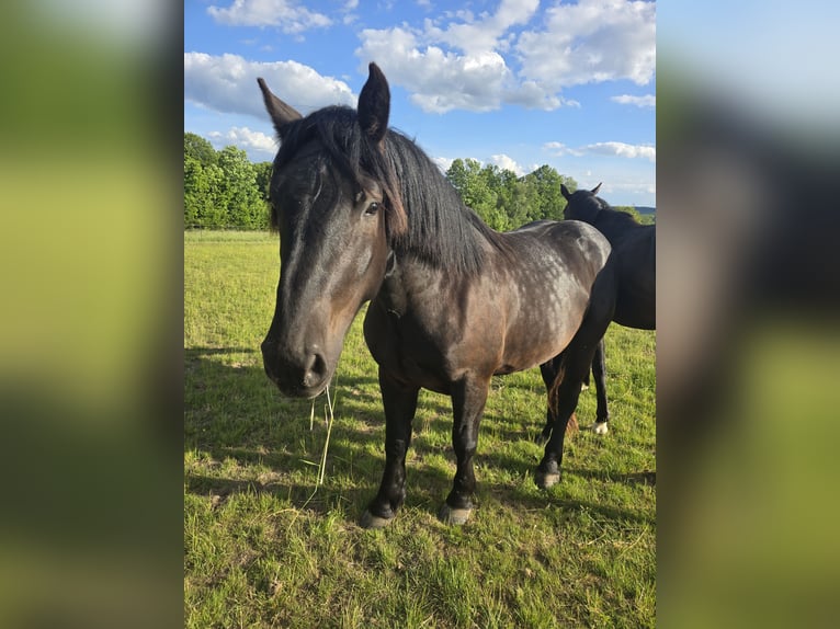 Noriker Hongre 2 Ans 158 cm Noir in Birstein
