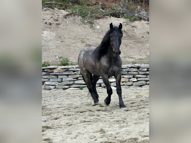 Noriker Hongre 2 Ans Rouan Bleu in Tweng