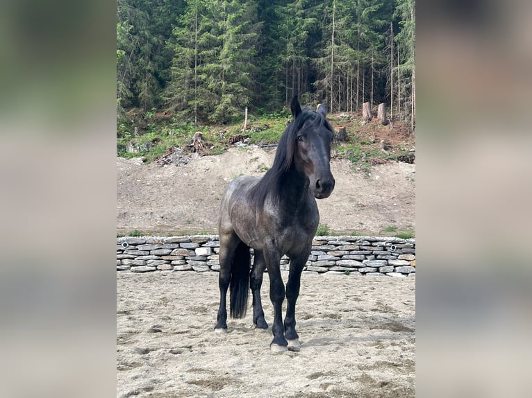 Noriker Hongre 2 Ans Rouan Bleu in Tweng
