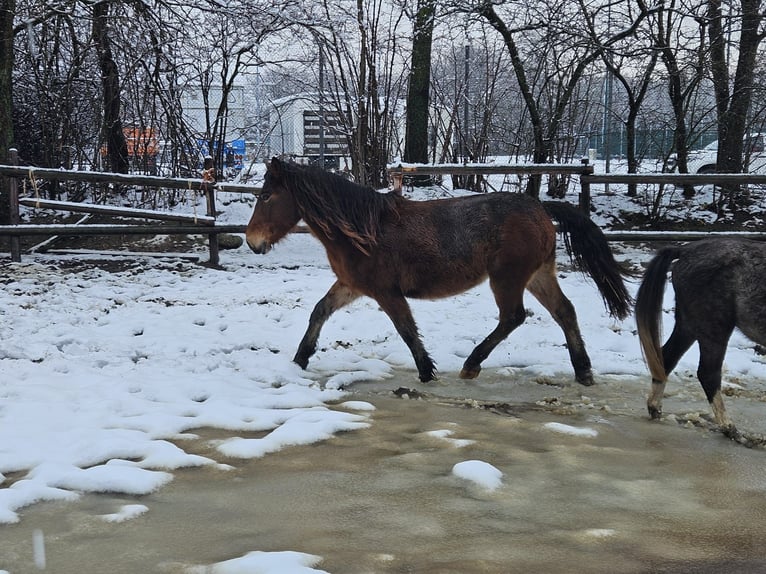 Noriker Hongre 3 Ans 147 cm in Niederzier