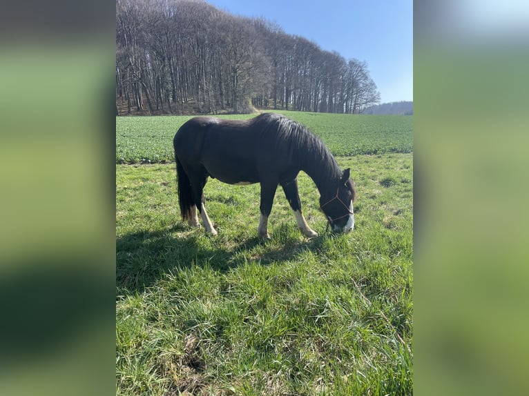 Noriker Hongre 3 Ans 155 cm Noir in Schloß Holte-Stukenbrock