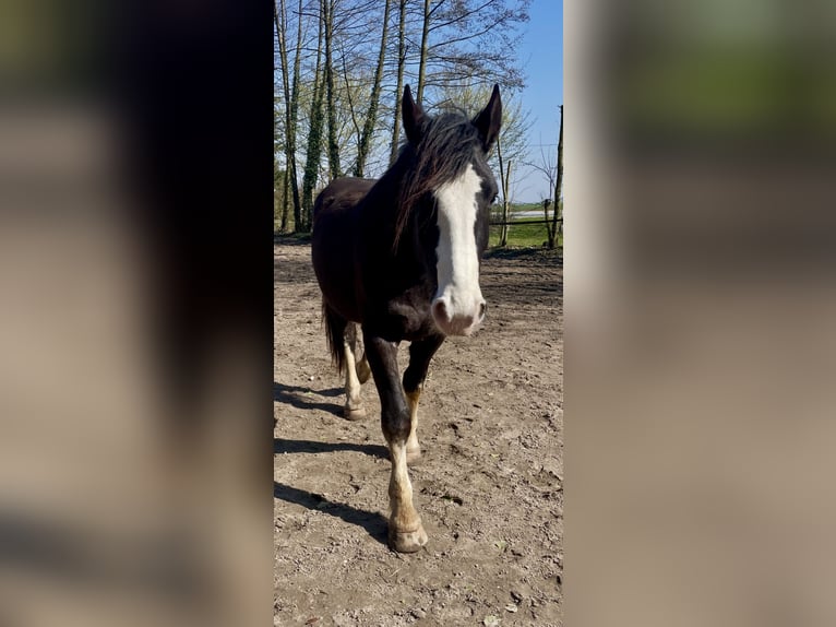 Noriker Hongre 3 Ans 155 cm Noir in Schloß Holte-Stukenbrock