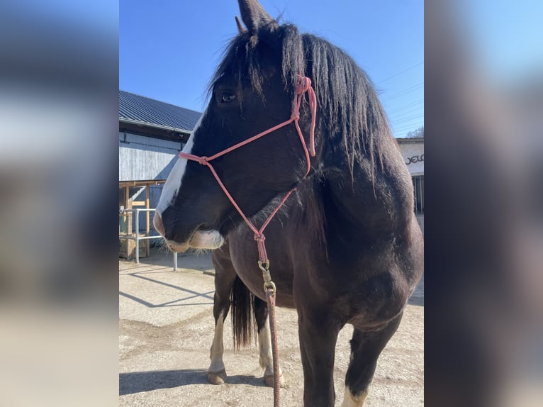 Noriker Hongre 3 Ans 155 cm Noir in Schloß Holte-Stukenbrock