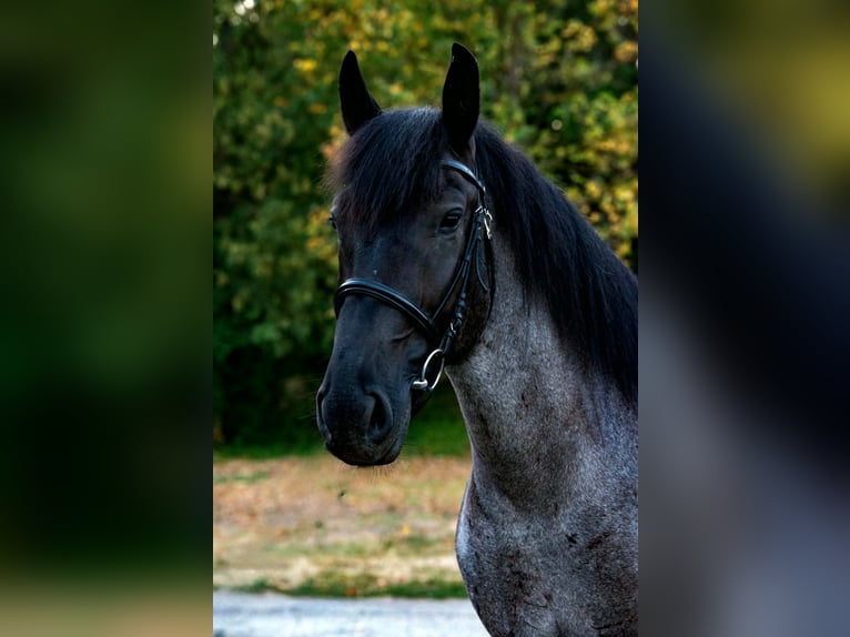 Noriker Croisé Hongre 3 Ans 156 cm Rouan Bleu in Zwartewaal
