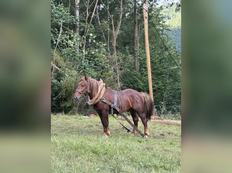 Noriker Hongre 3 Ans 158 cm  in Košařiska