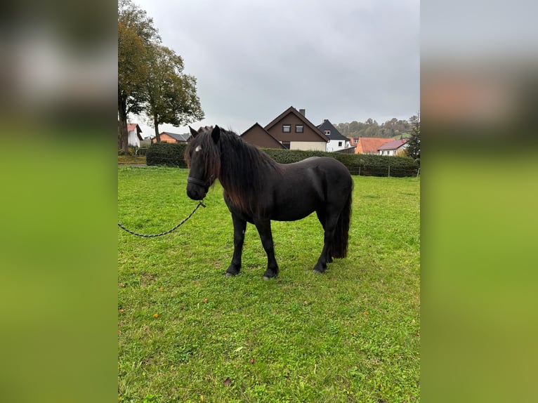 Noriker Hongre 3 Ans 159 cm in Ronshausen